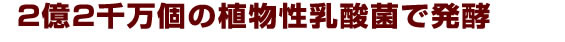 2億2千万個の植物性乳酸菌が豊富に存在します。