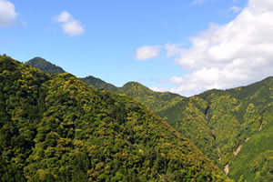 紀州の山