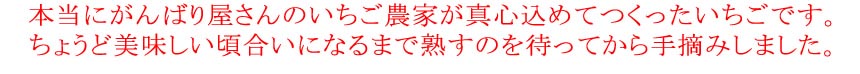 本当にがんばり屋さんのいちご農家が真心込めてつくったいちごです。
ちょうど美味しい頃合いになるまで熟すのを待ってから手摘みしました。