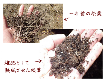一年前の松葉と堆肥として熟成させた松葉。美味しいもの、そして安全で安心なものをつくりたいという思いから有機肥料を積極的に使用しています(完全に有機ではありません)。地元和歌山県美浜町には近畿で最大規模とうたわれる松林があり、そこでとれる松の葉を利用します。 松葉を堆肥として熟成させてでできた『松葉堆肥(まつばたいひ)』これをイチゴの培土と混ぜていきます。まりひめは別名『松いちご』とも呼ばれています。