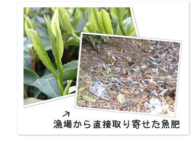 漁場から直接取り寄せた魚肥を使った有機栽培茶