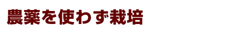 農薬を使わず栽培