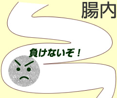 植物性乳酸菌は強い