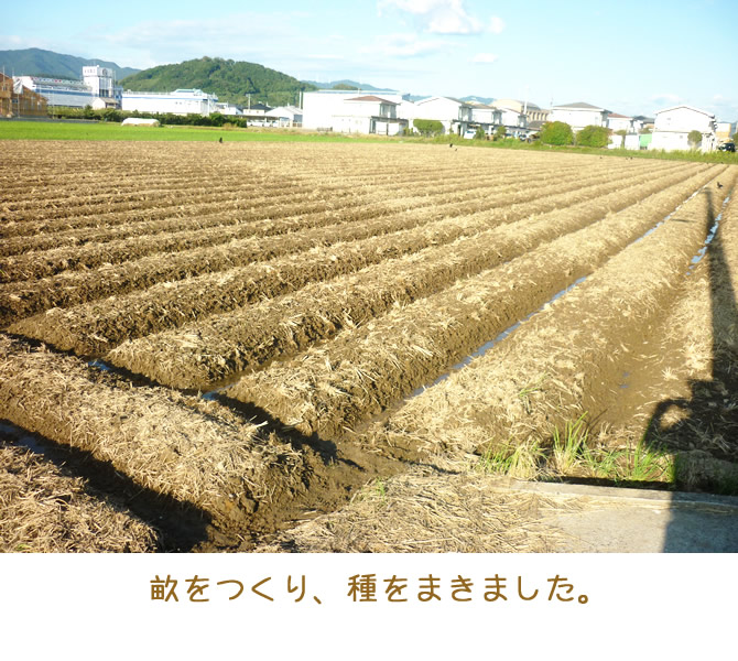 種まき