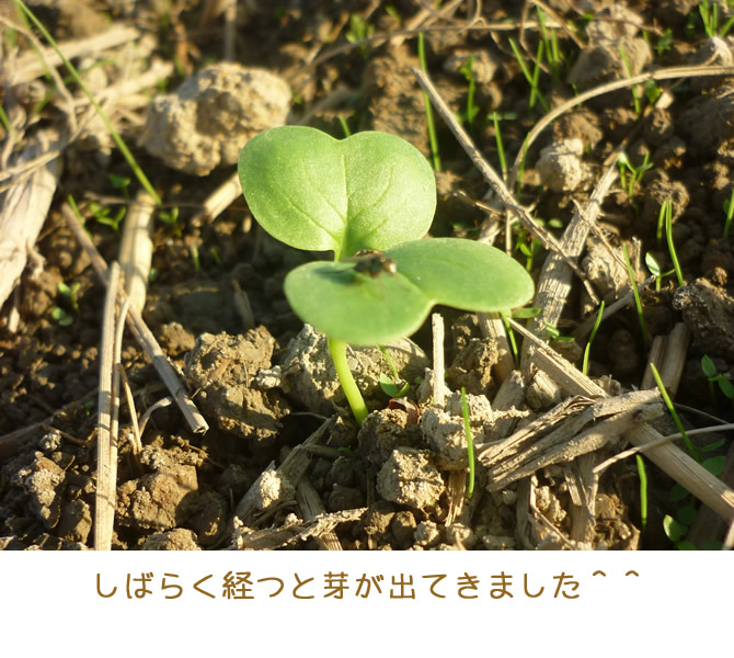 発芽
