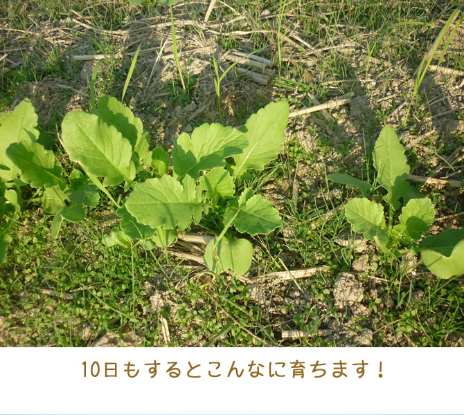 大根の葉