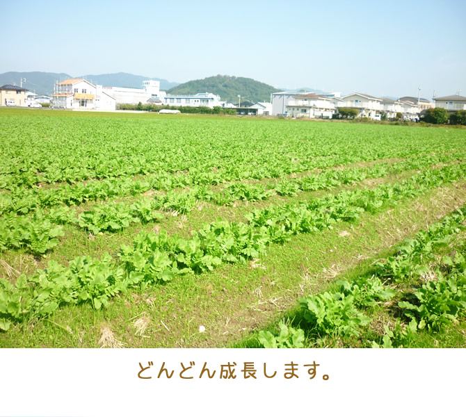 成長途中