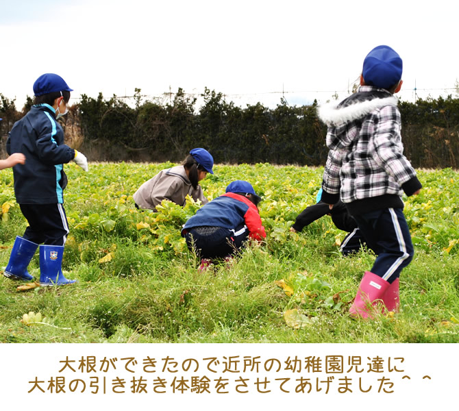 幼稚園児の大根引き抜き体験