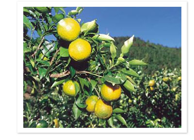 じゃばらは和歌山県の特産ですが、和歌山県の中でも知る人ぞ知るくらい珍しい柑橘です。その風味は柑橘の中ではゆずが近いですが、似ているようで違います。独特の香りとほのかな苦味とうまみ、そして糖度とまろやかな酸味が絶妙のバランスになっています。じゃばらの由来についてはこの柑橘には「邪気を祓う（悪い気を追いはらう）」力があると言われ、それから「じゃばら」と呼ばれるようになったと伝えられています。