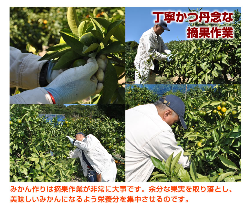 丁寧かつ丹念な摘果作業
