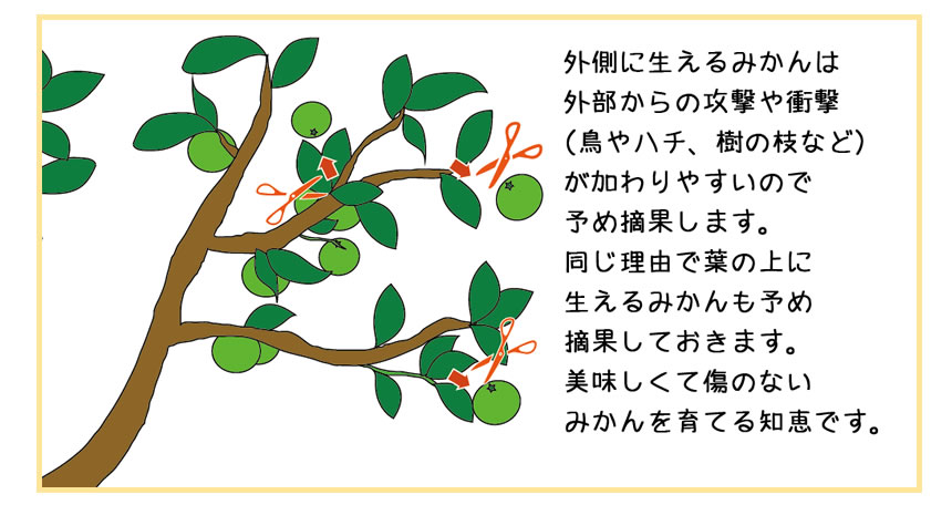 摘果の基本