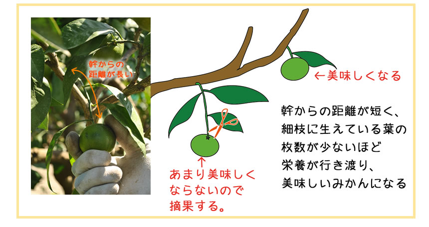 摘果のコツ