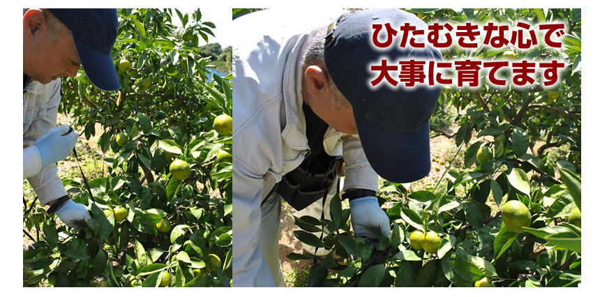 ひたむきな心で大事に育てます