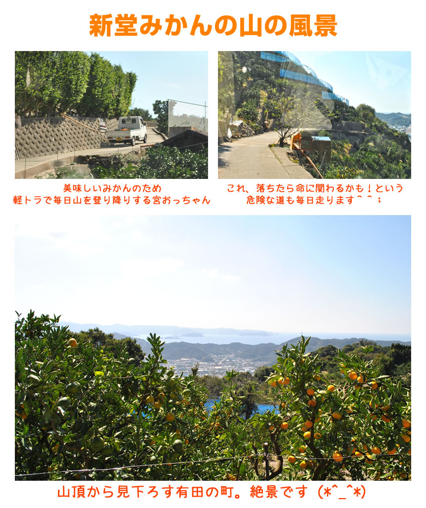 新堂みかんの山の風景