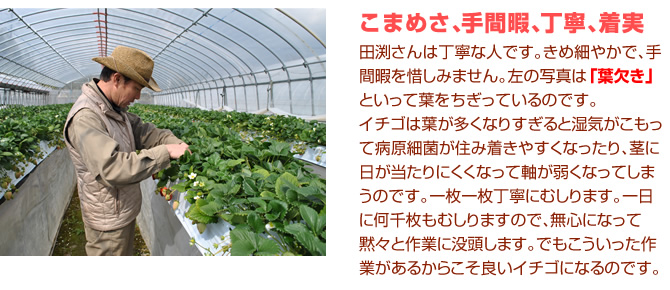 こまめさ、手間暇、丁寧、着実。田渕さんは丁寧な人です。きめ細やかで、手間暇を惜しみません。左の写真は「葉欠き」といって葉をちぎっているのです。
イチゴは葉が多くなりすぎると湿気がこもって病原細菌が住み着きやすくなったり、茎に日が当たりにくくなって軸が弱くなってしまうのです。一枚一枚丁寧にむしります。一日に何千枚もむしりますで、無心になって黙々と作業に没頭します。でもこういった作業があるからこそ良いイチゴになるのです。