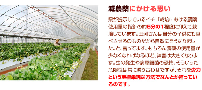 減農薬にかける思い。県が提示しているイチゴ栽培における農薬使用量の指針の約５分の1程度に抑えて栽培しています。田渕さんは自分の子供にも食べさせるのものだから自然にそうなりました。と、言ってます。もちろん農薬の使用量が少なくなればなるほど、弊害は大きくなります。虫の発生や病原細菌の恐怖、そういった危険性は常に隣り合わせですが、それを労力という至極単純な方法でなんとか補っているのです。