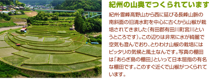 紀州の山奥でつくられています。紀州・霊峰高野山から西に延びる長峰山脈の南斜面の旧清水町を中心に古くから山椒が栽培されてきました(有田郡有田川町宮川というところです)。この辺りは非常に水が綺麗で空気も澄んでおり、とりわけ山椒の栽培にはピッタリの気候と風土なんです。写真の棚田は「あらぎ島の棚田」といって日本屈指の有名な棚田です。このすぐ近くで山椒がつくられています。