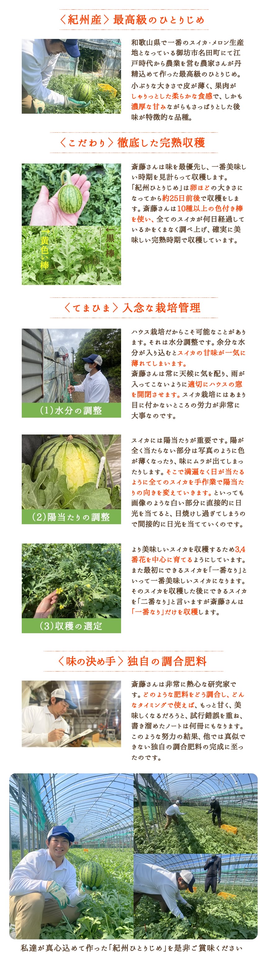 おいしさの理由を紹介。<紀州産>最高級のひとりじめ。和歌山県で一番のスイカ・メロン生産地となっている御坊市名田町にて江戸時代から農業を営む農家さんが丹精込めて作った最高級のひとりじめ。小ぶりな大きさで皮が薄く、果肉がしゃりっとした柔らかな触感で、しかも濃厚な甘みながらもさっぱりとした後味が特徴的な品種。<こだわり>徹底した完熟収穫。斎藤さんは味を最優先し、一番おいしい時期を見計らって収穫します。「紀州ひとりじめ」は卵ほどの大きさになってから約25日前後で収穫します。斎藤さんは10種類以上の色付き棒を使い、すべてのスイカが何日経過しているかをくまなく調べ上げ、確実に美味しい完熟時期で収穫しています。<てまひま>①、水分の調整:入念な栽培管理。ハウス栽培だからこそ可能なことがあります。それは水分調整です。余分な水分が入り込むとスイカの甘味が一気に薄れてしまいます。斎藤さんは常に天候に木を配り、雨が入ってこないように適切にハウスの窓を開閉させます。スイカ栽培にはあまり目につかないところの労力が非常に大事なのです。②陽当りの調整:スイカには陽当りが重要です。日が全く当たらない部分は色が薄くなったり、味にムラが出てしまったりします。そこで満遍なく日が当たるように全てのスイカを手作業で陽当りの向きを変えていきます。といっても白い部分に直接日を当てると日焼けするので間接的に日光を当てていくのです。③収穫の選定:より美味しいスイカを収穫するため3,4番花を中心に育てるようにしています。また最初にできるスイカを「一番なり」といって一番美味しいスイカになります。そのスイカを収穫したあとにできるスイカを「2番なり」と言いますが斎藤さんは「一番なり」だけを収穫します。<味の決めて>独自の配合肥料。斎藤さんは非常に熱心な研究家です。どのような肥料をどう調合し、どんなタイミングで使えば、もっと甘く、美味しくなるだろうと試行錯誤を重ね、書き溜めたノートは何冊にもなります。今冬な努力の結果、他では真似できない独自の配合肥料の完成に至ったのです。私達が真心込めて作った「紀州ひとりじめ」を是非ご賞味ください。