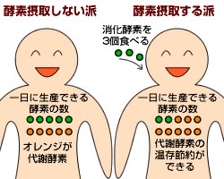 消化酵素と代謝酵素