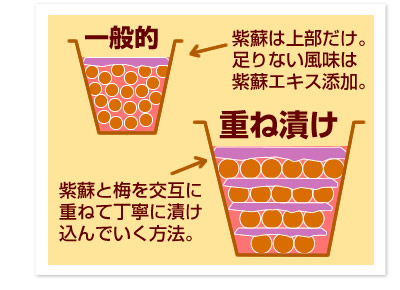 一般的な梅干しは、紫蘇と梅を同じ樽の中へ入れ、漬けるのですが、それだけでは紫蘇の風味が足りないので紫蘇エキスと呼ばれる調味液で浸し、漬けておくことでしそ梅として完成させます。しかしながらこの方法では紫蘇本来の風味も梅の味もぼかされた状態なのです。当店の梅干しは昔ながらの製法で、紫蘇→梅→紫蘇→梅という風にを交互に丁寧に漬けていくことでしっかりと紫蘇の味わいが入り込むようにします。こうすることで非常にまろやかで風味豊かな本物の味に仕上がります。